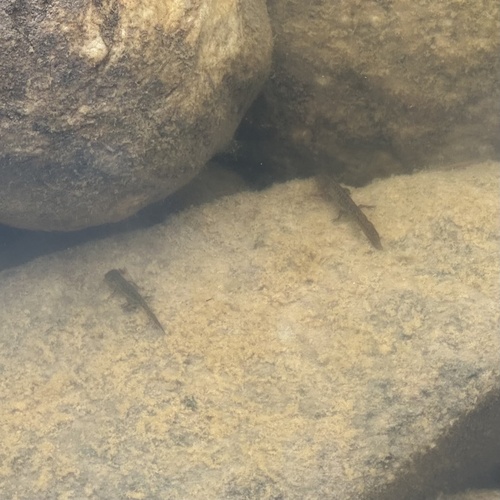 Echte Salamander & Molche