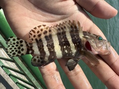 Six-Banded Rock-Cod photo 4