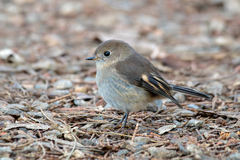 Pink Robin photo 1