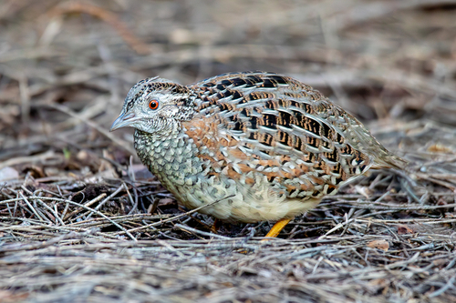 Painted Buttonquail (Turnix varius), photo 8