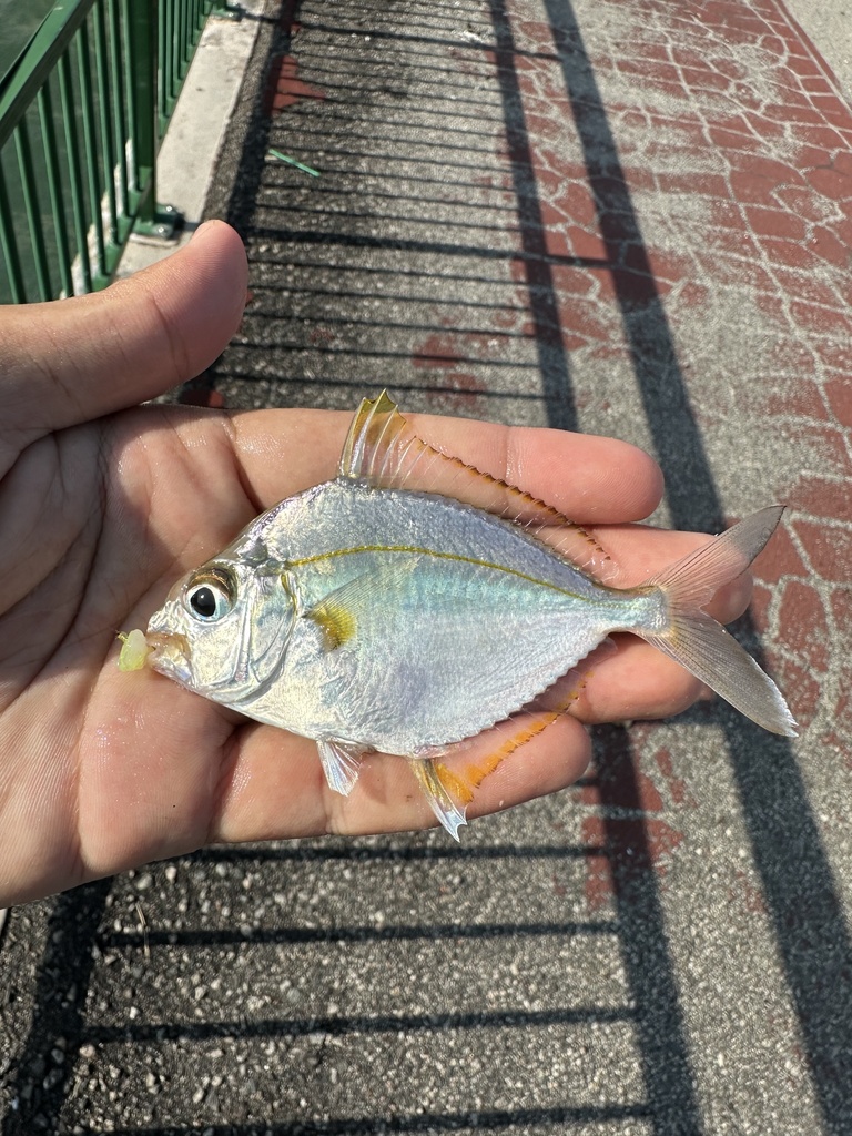Jones' Ponyfish