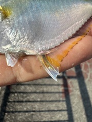Jones' Ponyfish photo 5