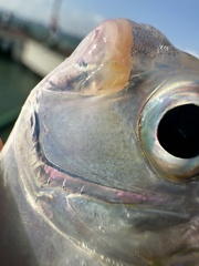 Jones' Ponyfish photo 4