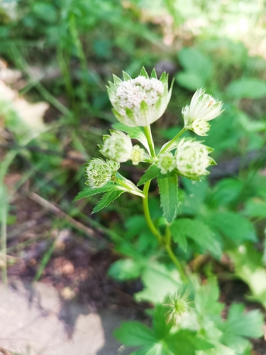 Наблюдение на iNaturalist