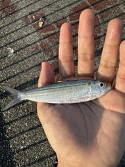 Goldstripe Sardinella photo 3