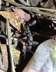 Pachycondyla crassinoda