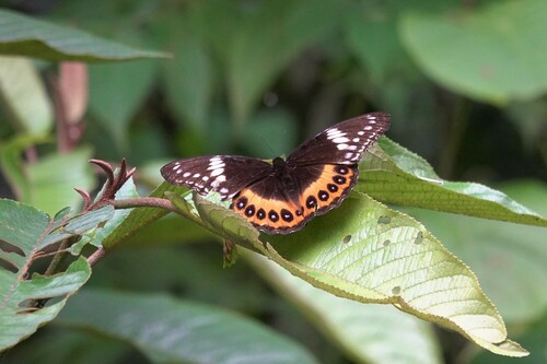 Hypolimnas pandarus