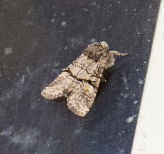 Brachylomia rectifascia