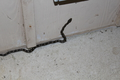 Pantherophis obsoletus