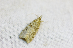 Scoparia subfusca