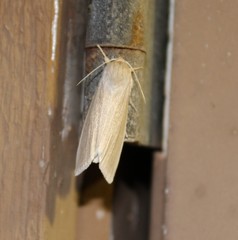 Acronicta insularis
