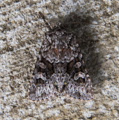 Lacinipolia cuneata