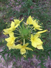 Oenothera rhombipetala