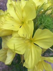 Oenothera rhombipetala