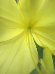 Oenothera rhombipetala
