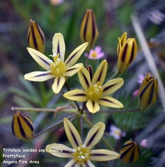 Triteleia ixioides anilina