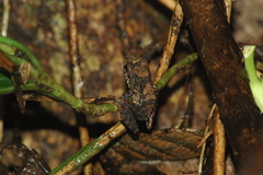 Gephyromantis malagasius