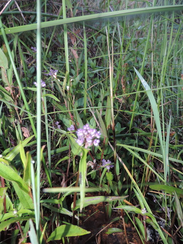 Floscopa glomerata image