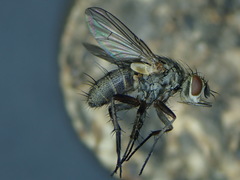 Siphona geniculata