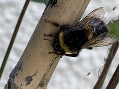 Bombus
