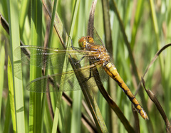 Sympetrum madidum
