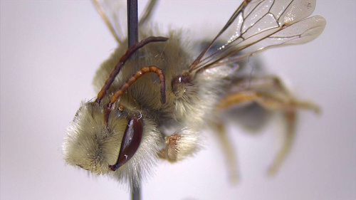 Trichocolletes multipectinatus