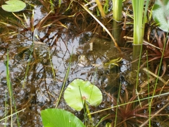 Pelophylax