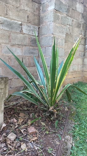 Foto de Piteira