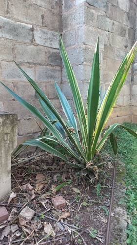 Foto de Piteira