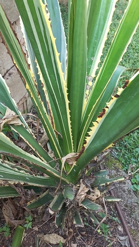 Foto de Piteira