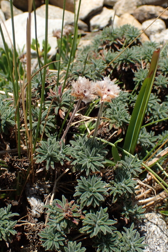 Armeria pubigera, photograph 3