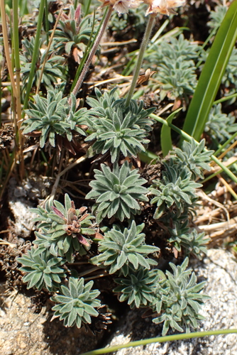 Armeria pubigera, photograph 4