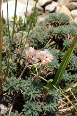 Armeria pubigera, photograph Robert H. Wardell, CC0, iNaturalist via GBIF