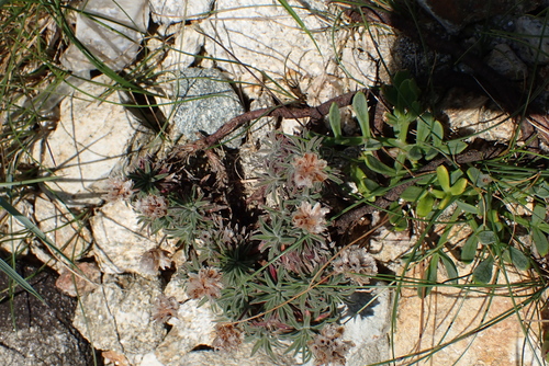 Armeria pubigera, photograph 6