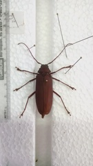 Strongylaspis corticaria