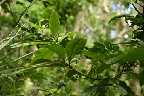 Image of Litsea garciae by (c) 曾昱承 Yu-Cheng Zeng, some rights reserved (CC BY)