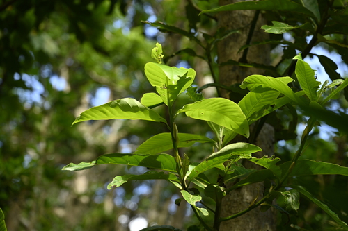 Image of Litsea garciae by (c) 曾昱承 Yu-Cheng Zeng, some rights reserved (CC BY)