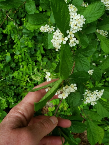 Pourthiaea villosa iNat (3)