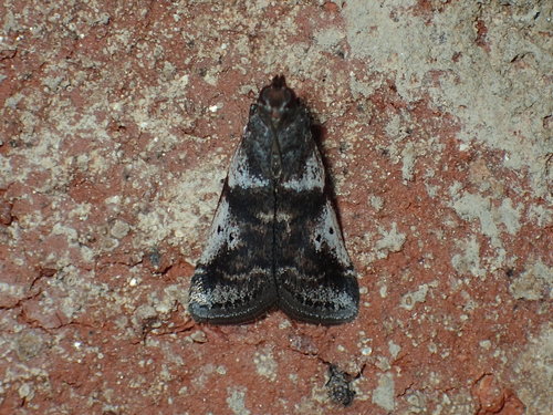 Cranberry Fruitworm Moth and Allies photo 3