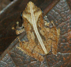 Gephyromantis luteus
