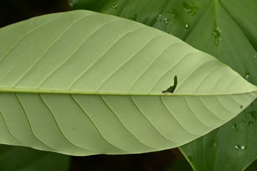 Image of Litsea garciae by (c) 曾昱承 Yu-Cheng Zeng, some rights reserved (CC BY)