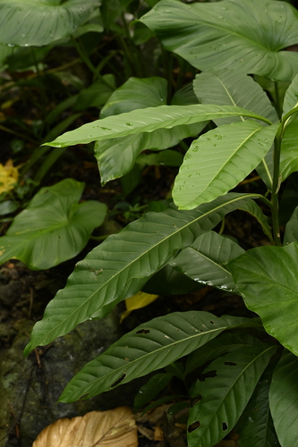 Litsea garciae, photograph 1