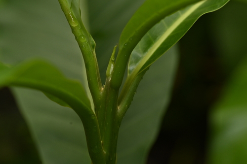 Image of Litsea garciae by (c) 曾昱承 Yu-Cheng Zeng, some rights reserved (CC BY)