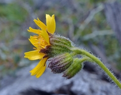 Arnica parryi