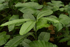 Litsea garciae, photograph (c) 曾昱承 Yu-Cheng Zeng, some rights reserved (CC BY)