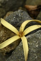 Pterospermum niveum