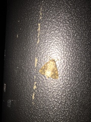 Lepidoptera