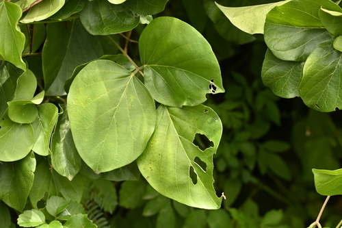 Mucuna membranacea, photograph 6