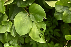 Mucuna membranacea, photograph (c) 曾昱承 Yu-Cheng Zeng, some rights reserved (CC BY)