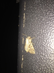 Lepidoptera